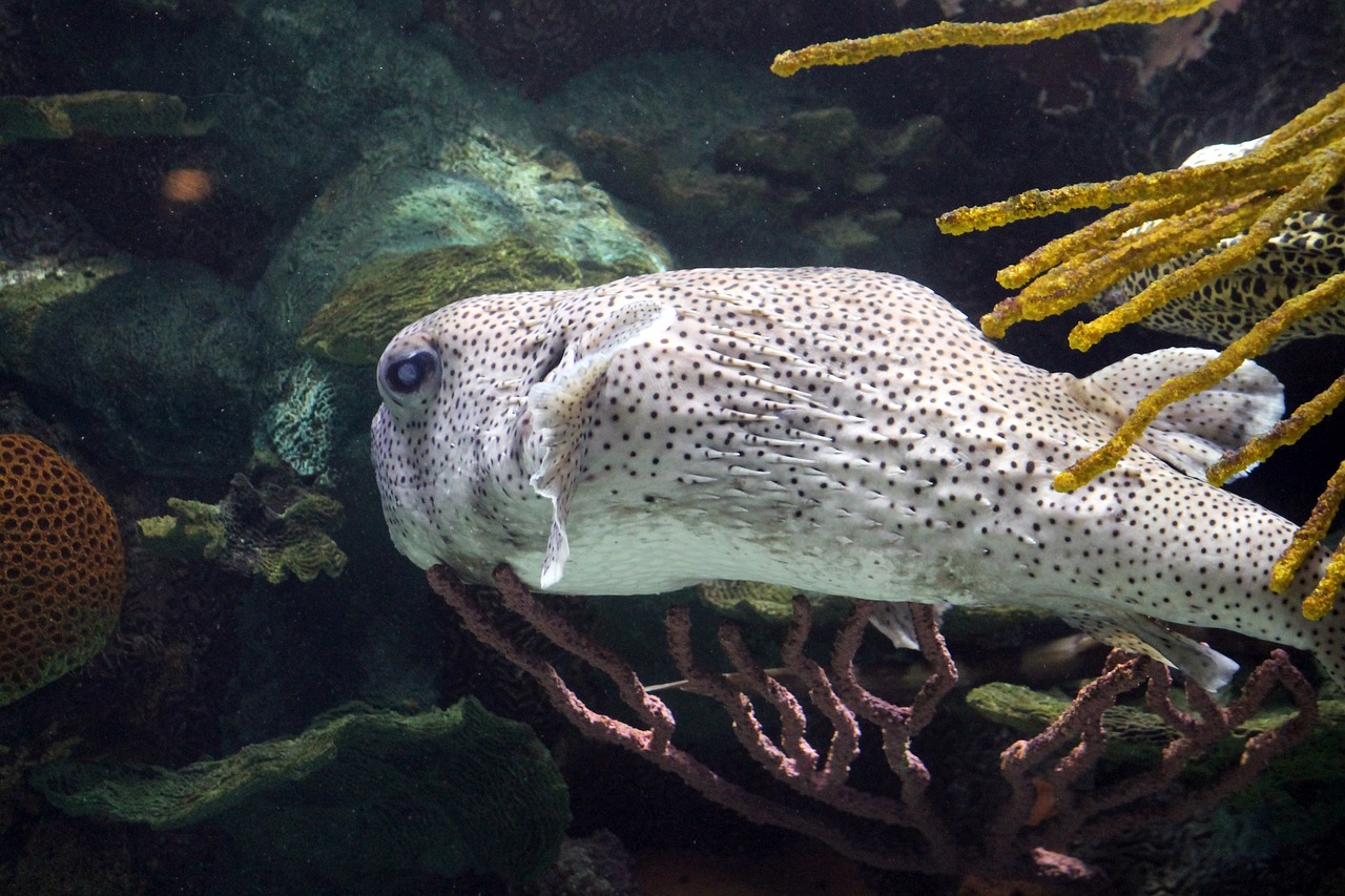 最新款鱼缸底滤设计图，打造优雅水族环境的秘诀